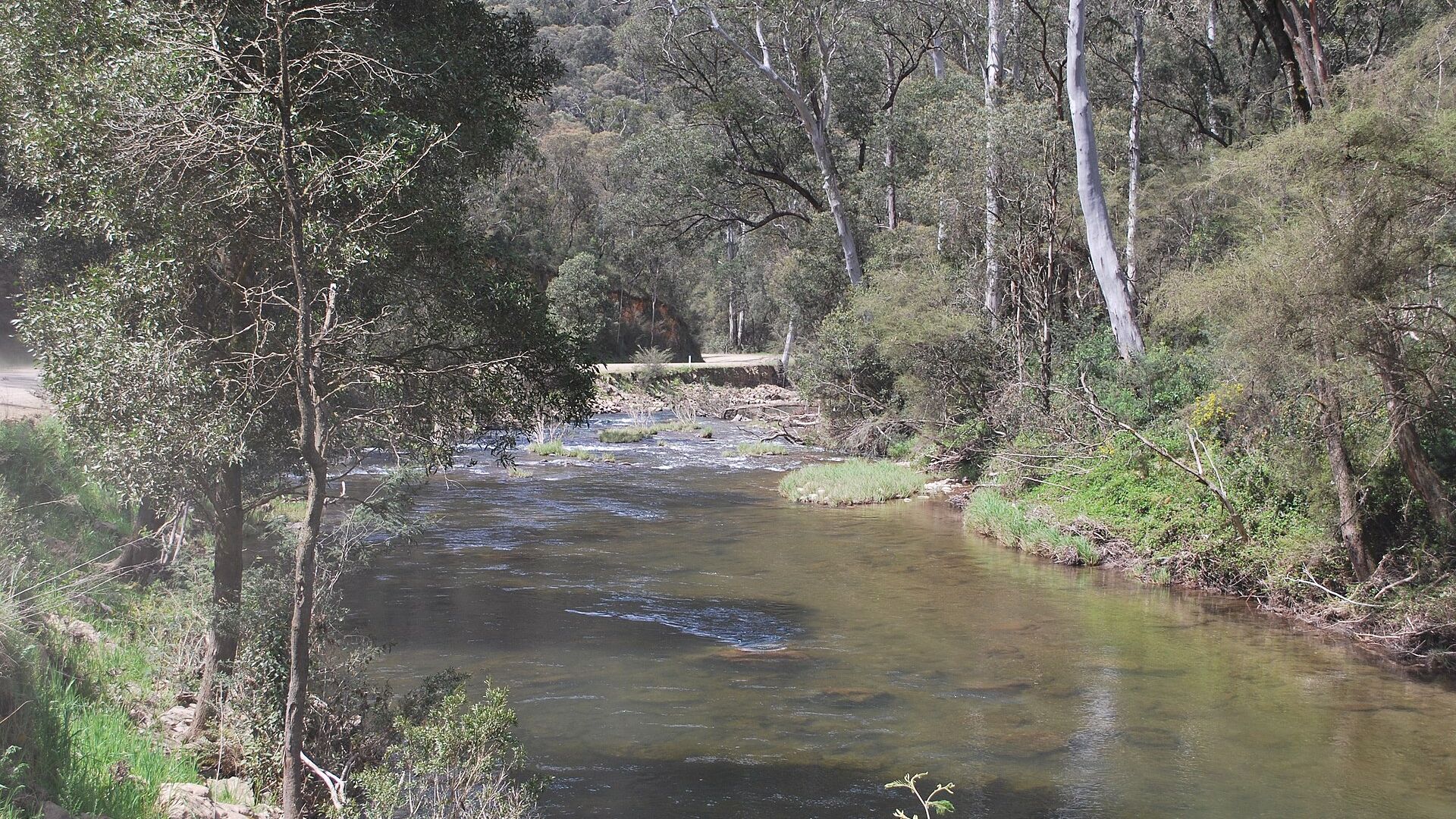 Trees along the Upper Goulburn River, Wikimedia Commons photograph