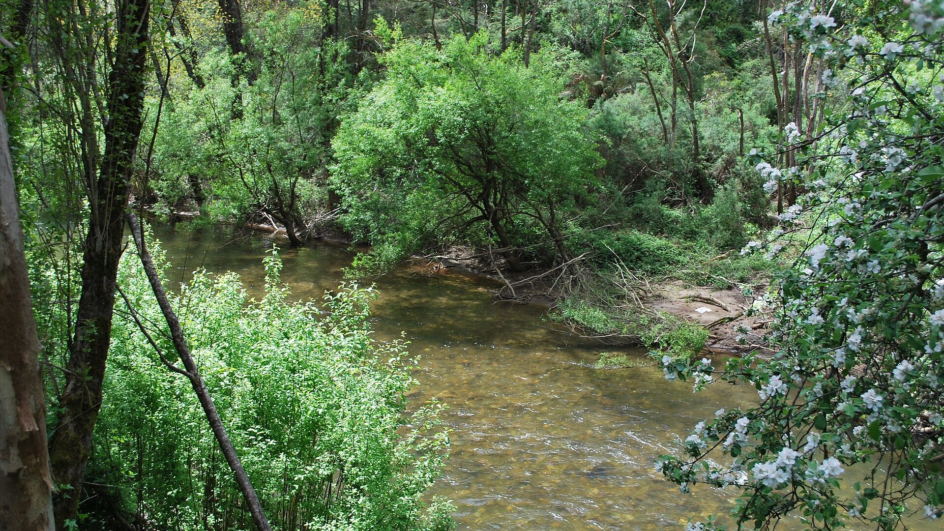 Upper Goulburn River with trees along the bank, Wikimedia Commons photograph